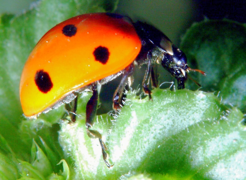 Coccinella in volo!